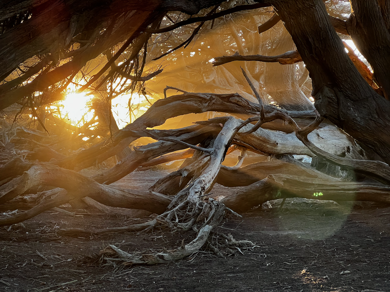 The sun glints through a foreground of cypress tree trunks. Several dead, twisted trunks from a downed tree lay horizontally on the duff under the stand of trees. 
