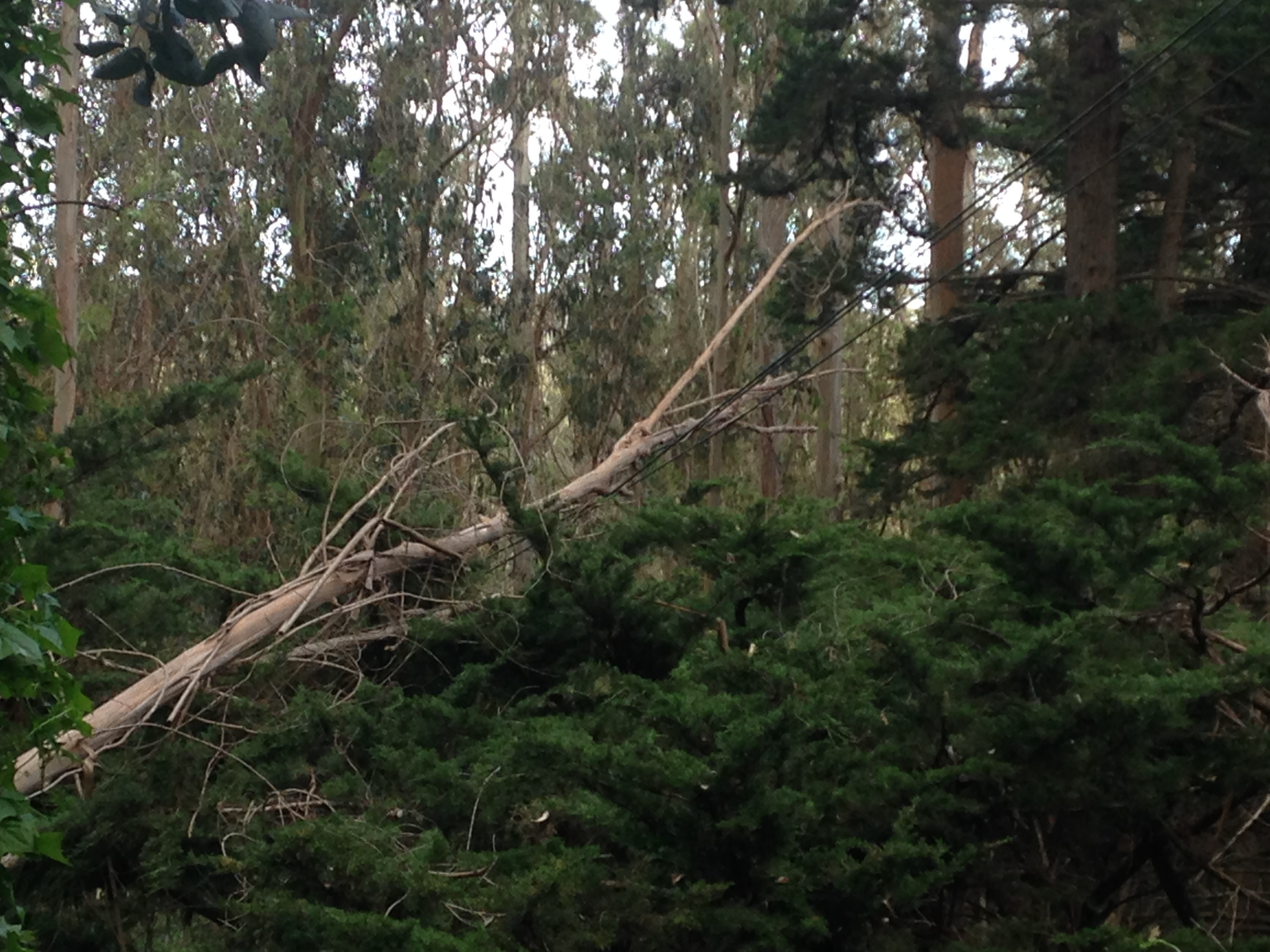 Following a storm, a downed eucalyptus tree lies on the power lines supplying a rural residence in Montara, California.