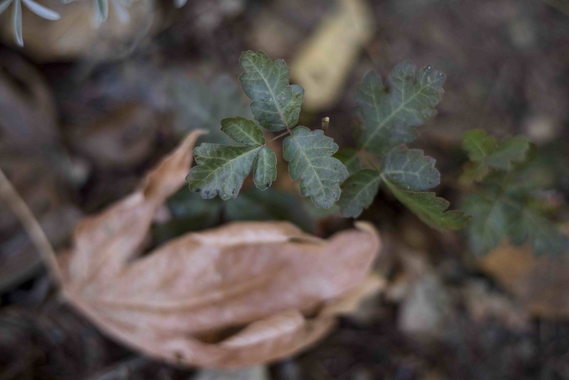 A downward angle of  a forest floor. At center focus, a small plant with three, lobed bright green leaflets and a red blush at the edges of some leaves--poison oak. A tan leaf sits below.