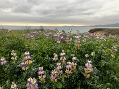 A field of purple and cream lupine flowers cover a bluff. The grey-blue Pacific Ocean. The sky is filled with grey clouds, yellow sunset highlights the horizon line and north shore of a bay.