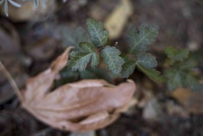A downward angle of  a forest floor. At center focus, a small plant with three, lobed bright green leaflets and a red blush at the edges of some leaves--poison oak. A tan leaf sits below.