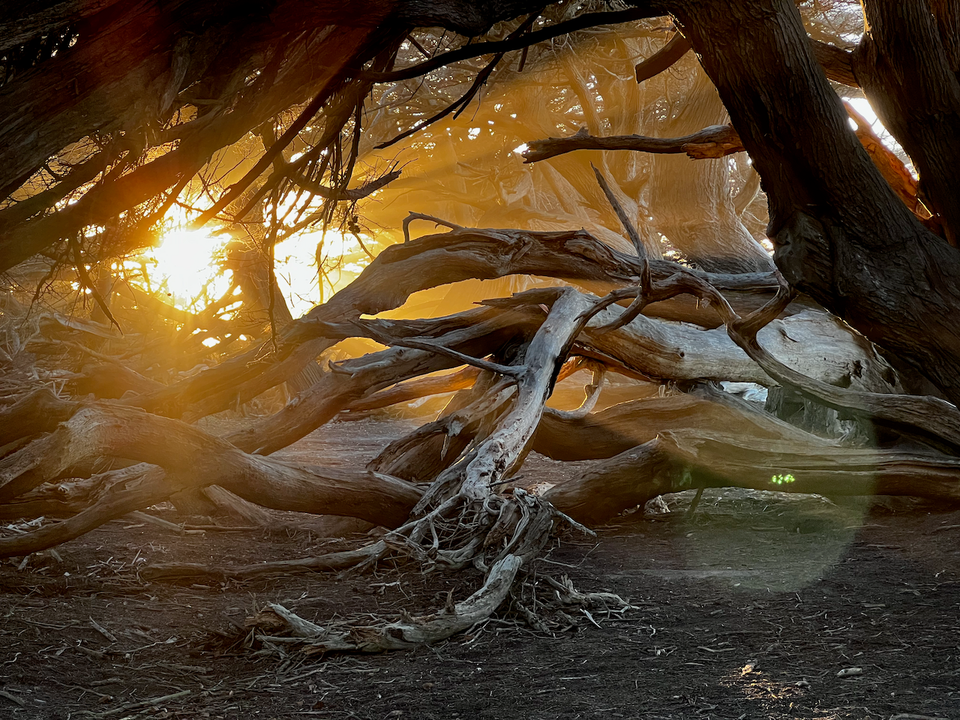 In a tunnel-like stand of cypress trees the sun's glare abstracts and highlights the features of twisted, horizontal trunks of dead cypress trees in the foreground.