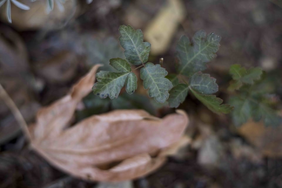 A downward angle of  a forest floor. At center focus, a small plant with three, lobed bright green leaflets and a red blush at the edges of some leaves--poison oak. A tan leaf sits below.